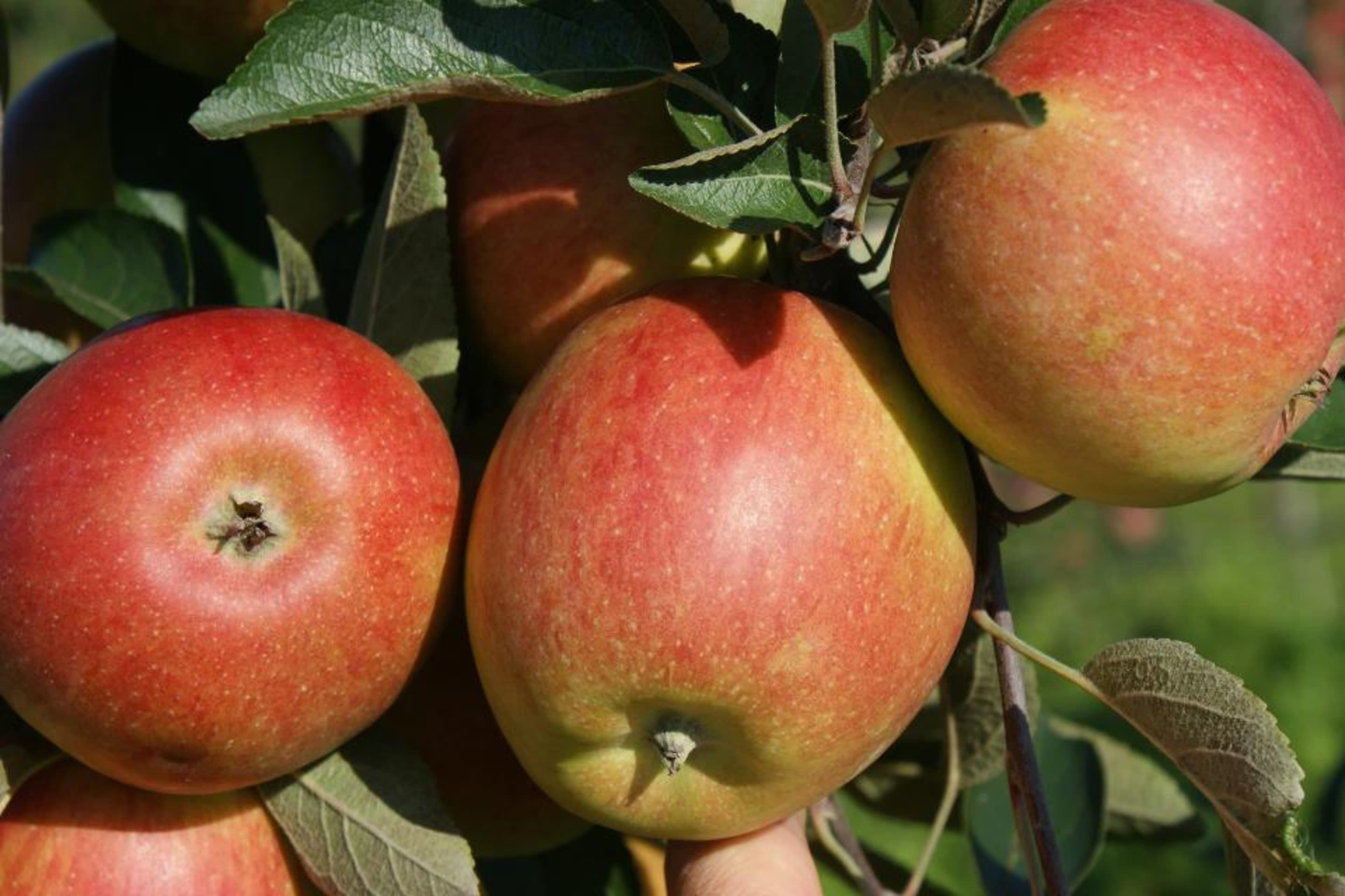 Obstbau Kuhnle